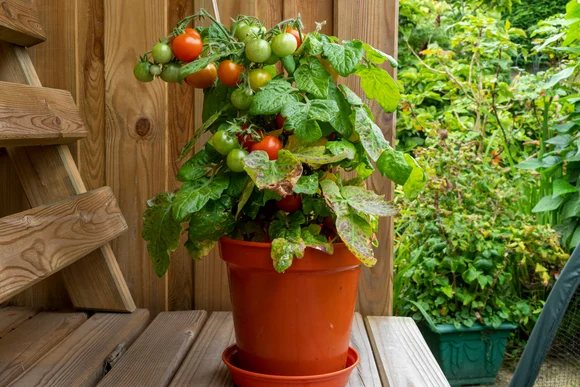 Tomatenpflanze im Topf